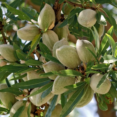 Arbre fruitier : Amandier