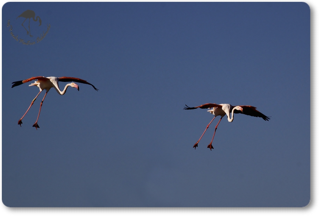 "Atterrissage" de Flamant rose...