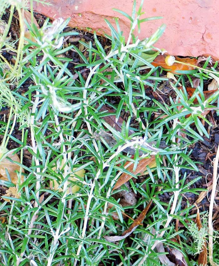 Plantes aromatiques 2ème partie