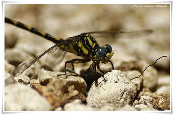 Onychogomphe à crochets ♂ (Onychogomphus uncatus)