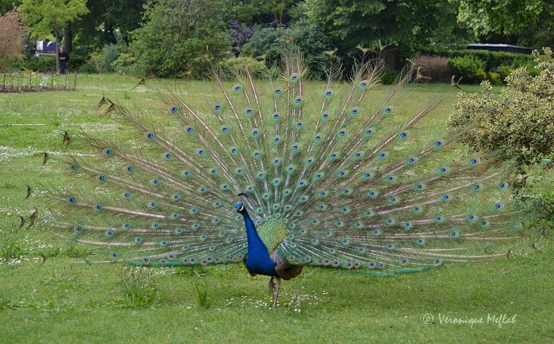 Lac Daumesnil : La roue du paon bleu