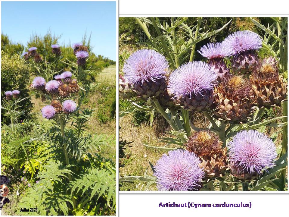 Rencontre florale sur Ile Oléron
