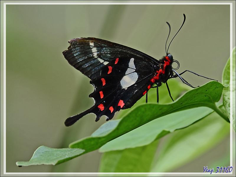 Papillon Agave, Agavus Cattleheart (Parides agavus) - Parque das Aves - Foz do Iguaçu - Brésil