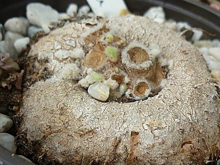 Fleurs cultivées :  Sinningia leucotricha 