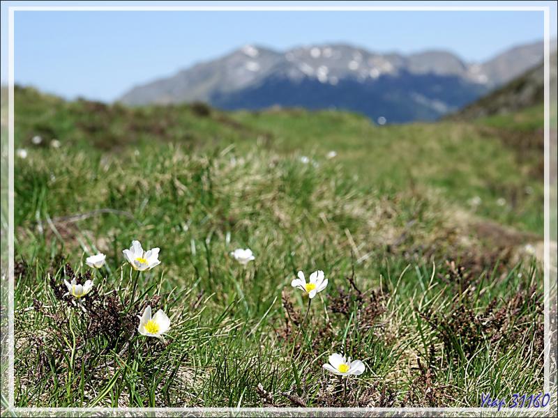 Renoncule des Pyrénées (Ranunculus pyrenaeus) - Col de Consires - Couledoux - 31
