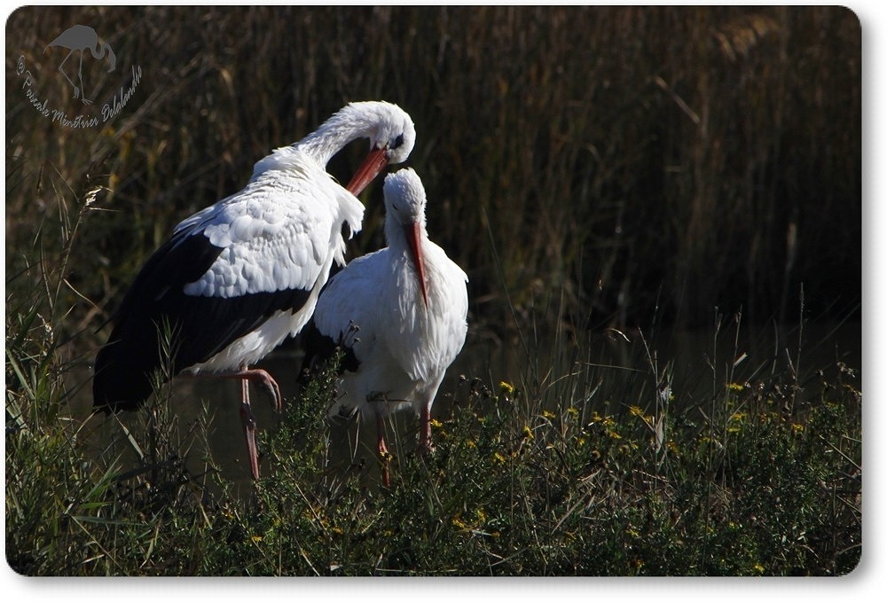 Couple de cigognes blanches...