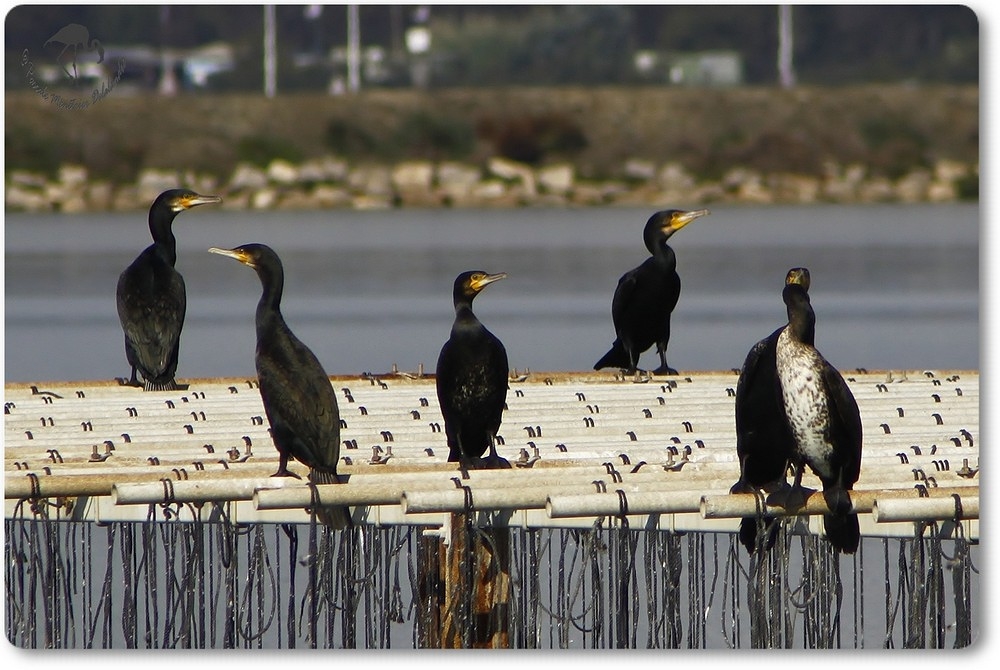  Grands Cormorans (Etang du Prévost)...