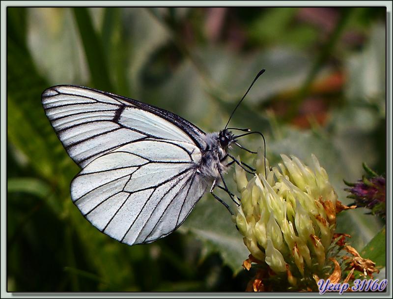 Papillon Gazé ou Piéride de l'aubépine (Aporia crataegi) - Vallon d'Esquierry - Oô - 31