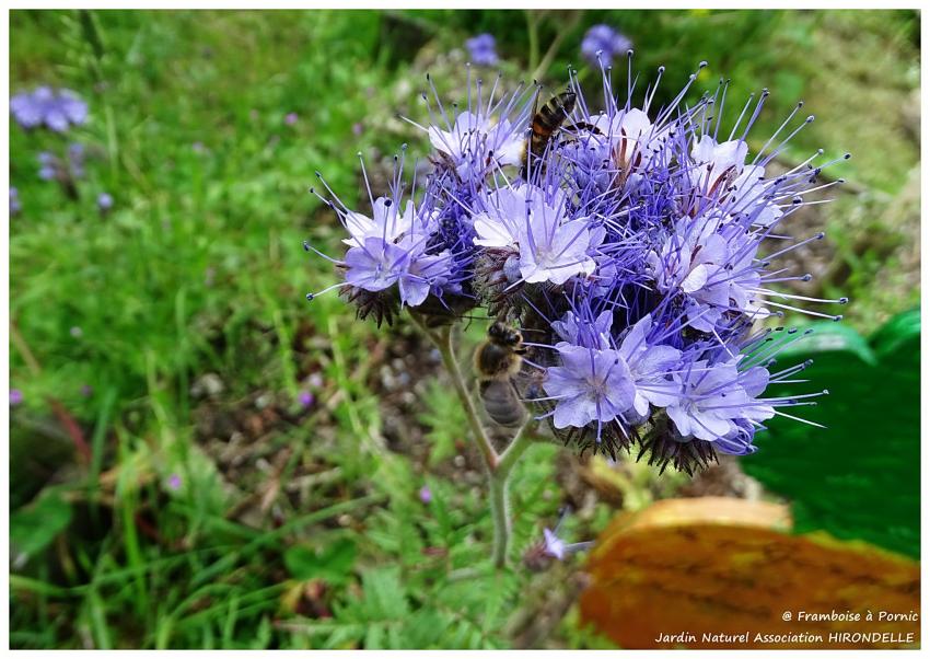 Pornic, Jardin Naturel d'Hirondelle - 2016