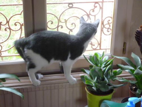 Quand je deviens nounou pour chaton