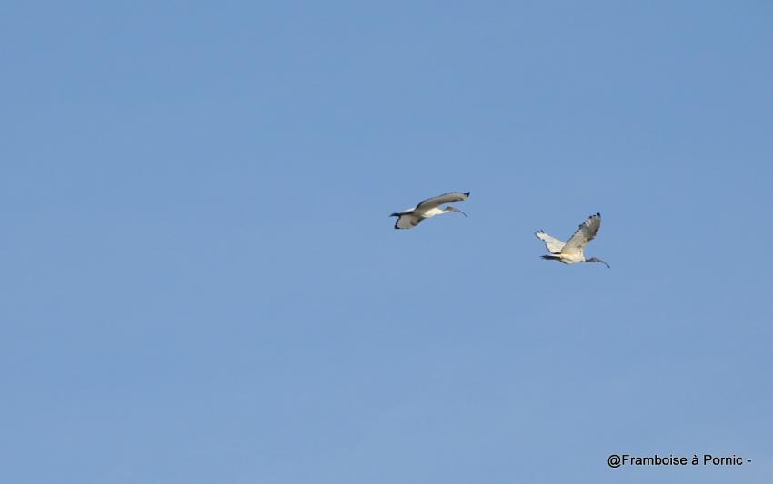 Les oiseaux à la Coupelasse octobre 2018