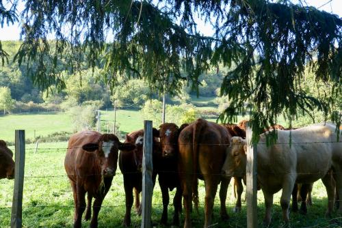 Indifférentes ou curieuses :