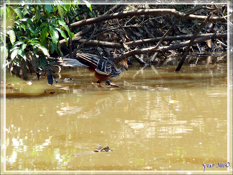 L'Hoatzin huppé et le caïman - Inkaterra Hacienda Concepcion - Puerto Maldonado - Pérou