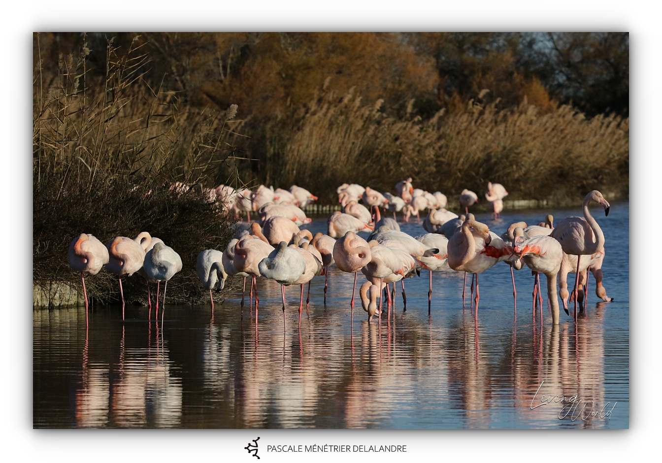 Le Flamant rose 