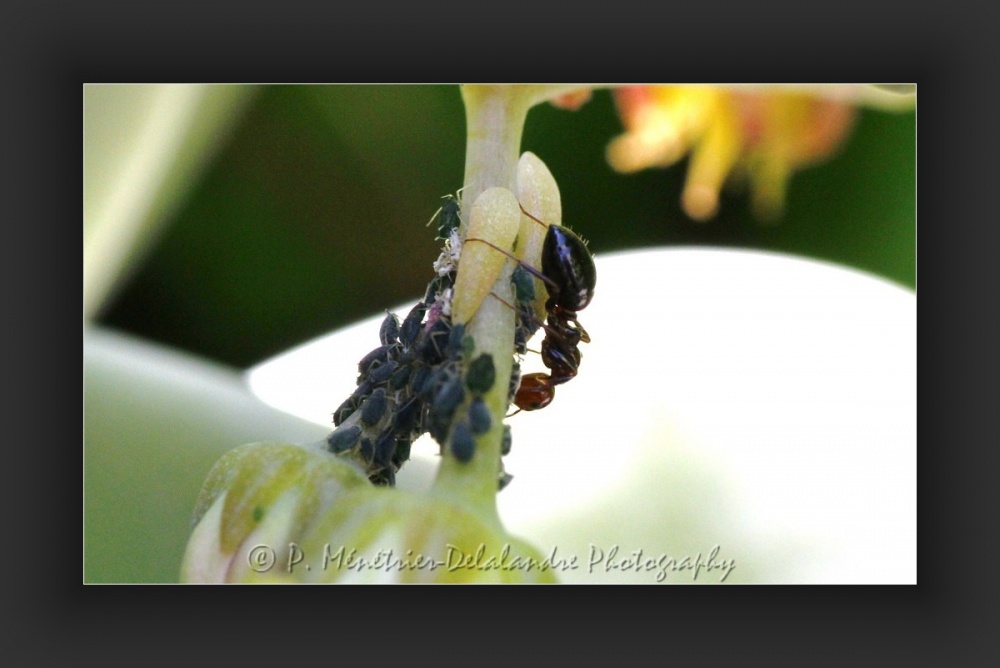 Fourmis et pucerons...