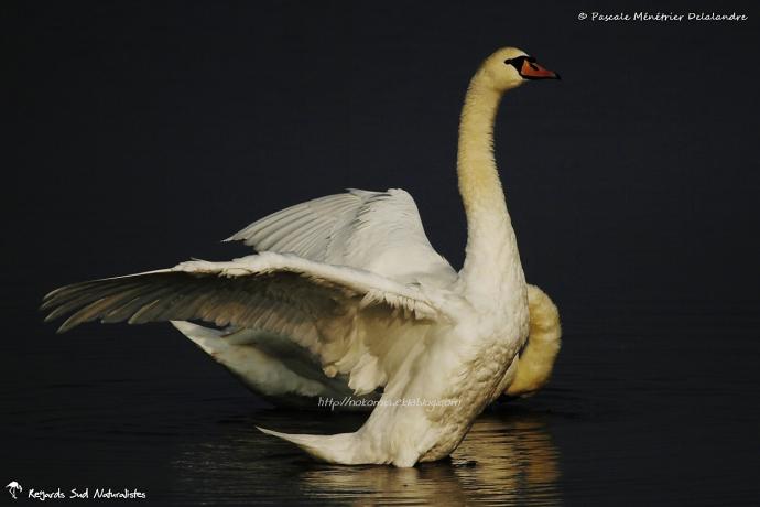 Cygne tuberculé