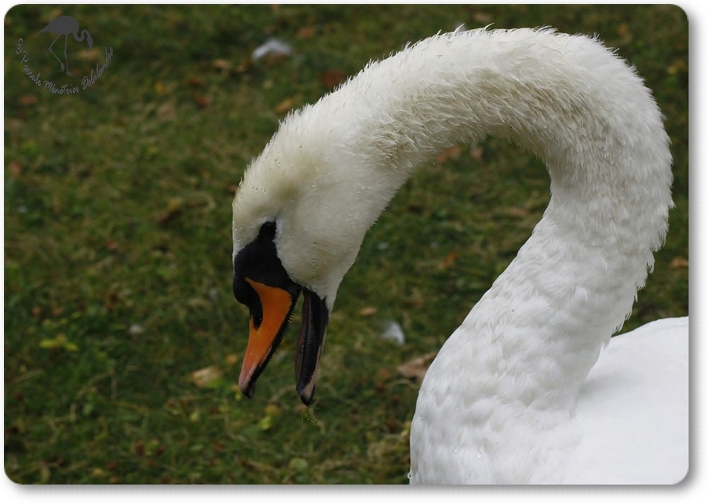 Cygne tuberculé...