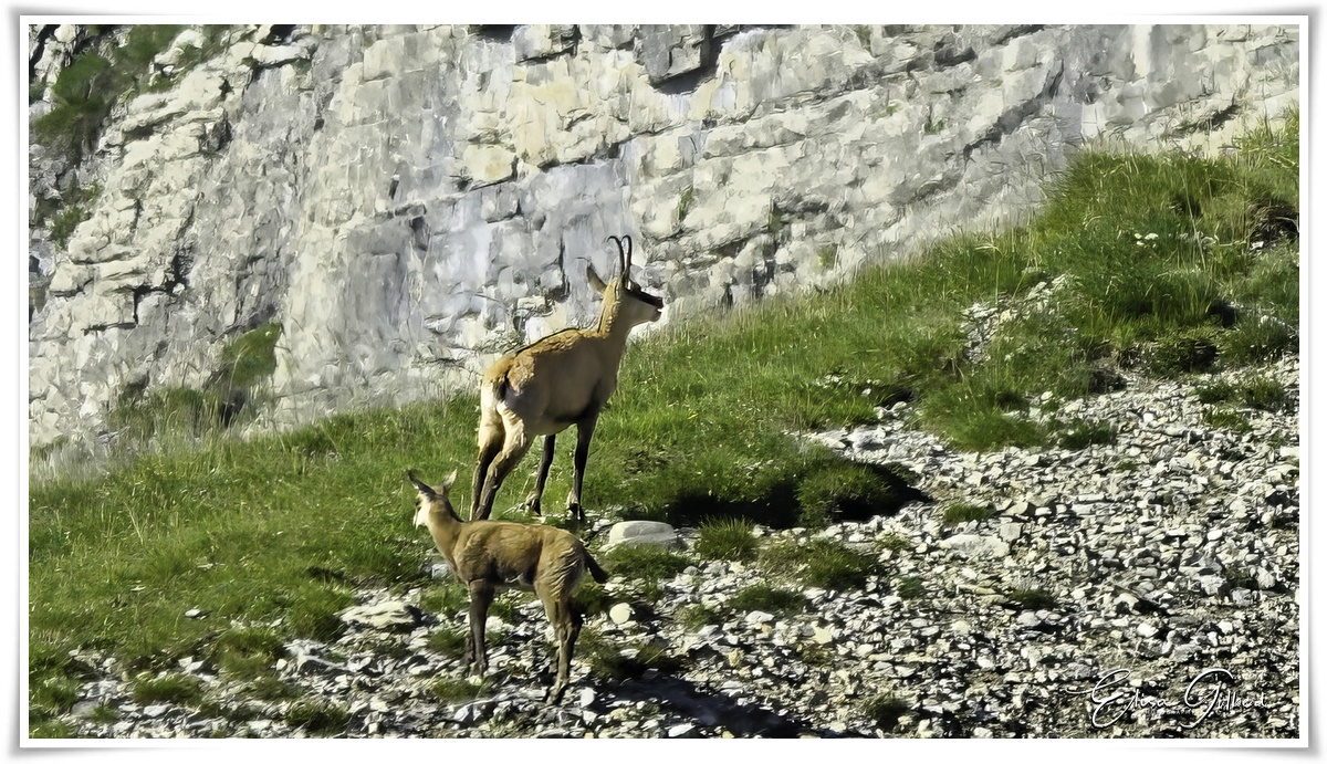 Un jour de rando .... La faune.