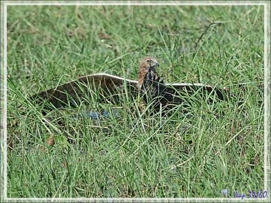 L'attaque d'un Busard grenouillard (Circus ranivorus) sur un autre oiseau (cormoran ?) - Safari nautique - Parc National de Chobe - Botswana