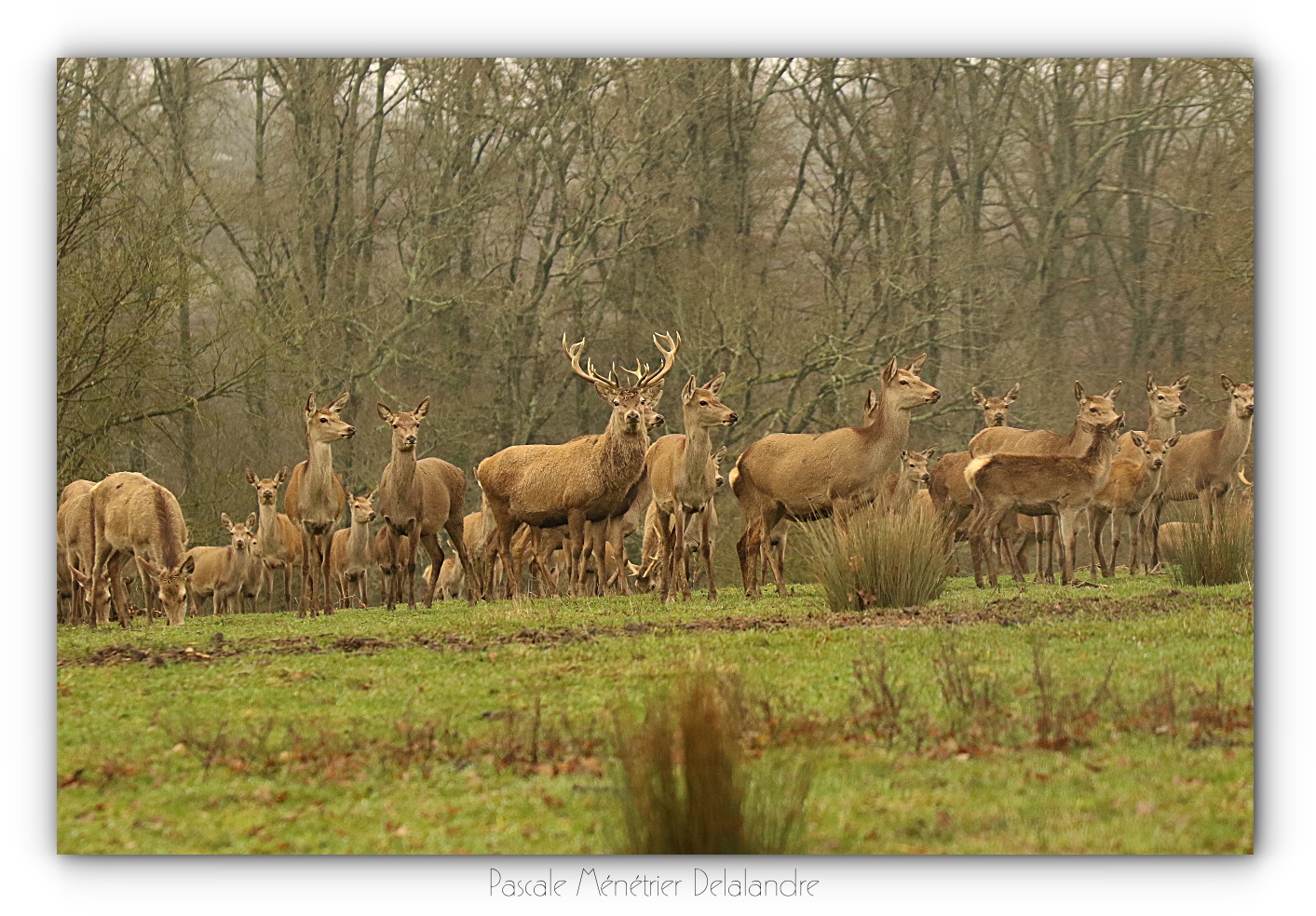 Une magnifique rencontre... une harde l'Élaphes