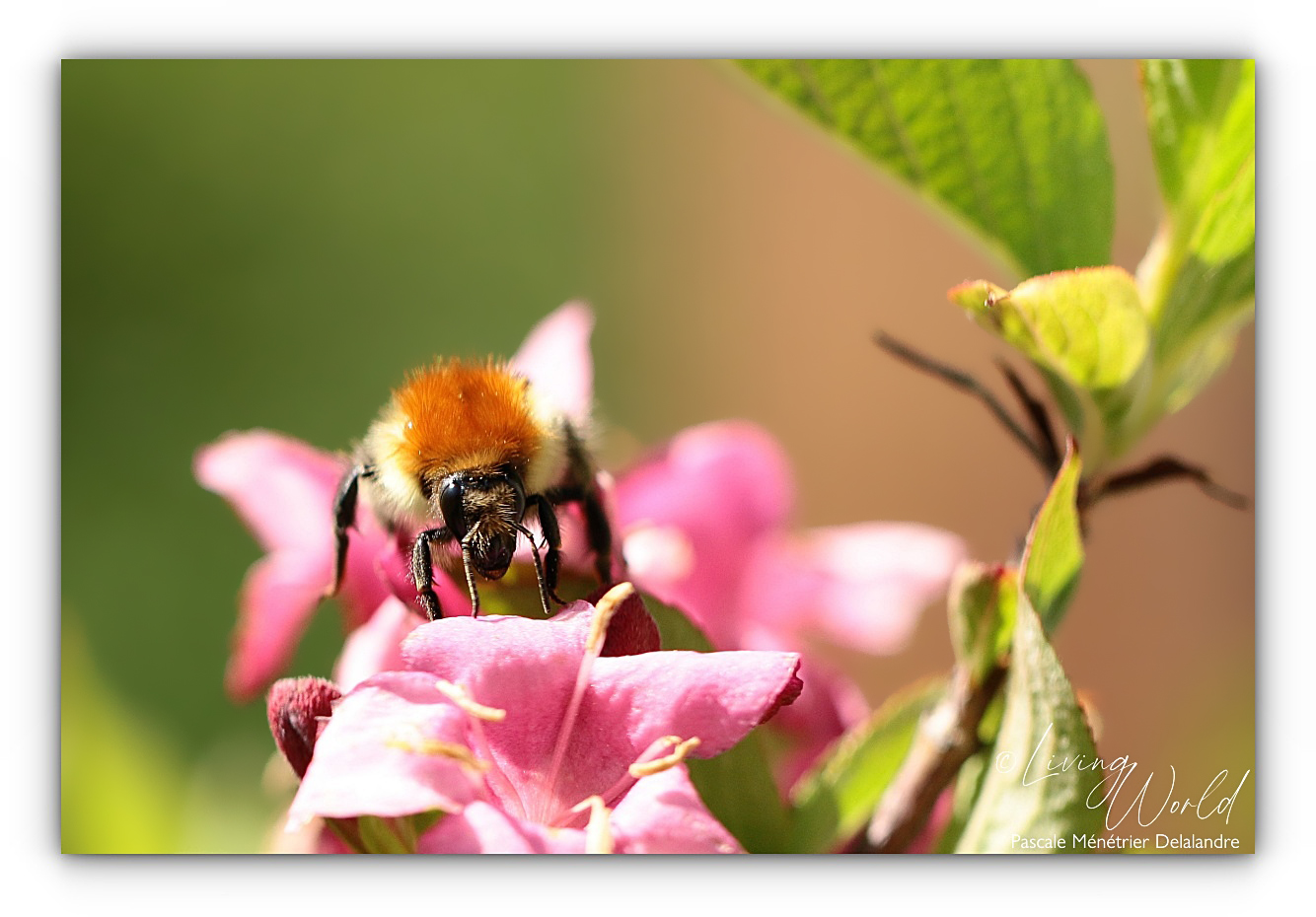 Bourdon des champs dans le Weigela