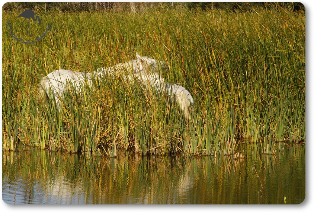 En Camargue...