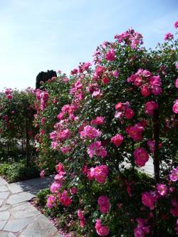 Un dimanche au parc  ... 