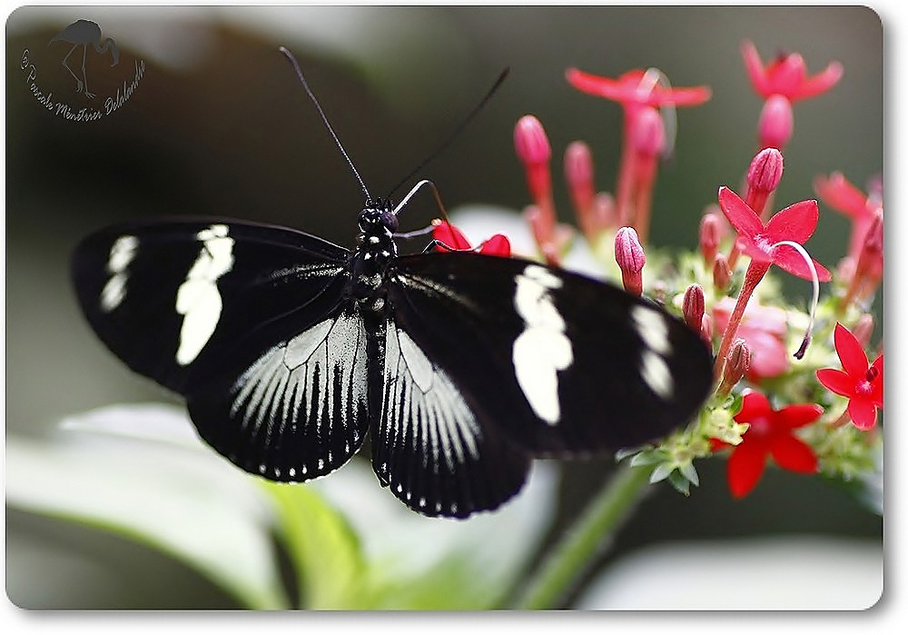 Heliconius doris viridis - Heliconiidae - Costa Rica