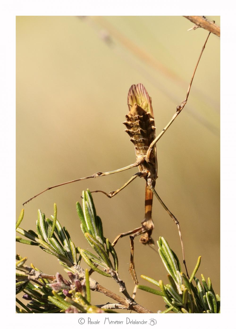 Empuse commune mature ♀ - Empusa pennata