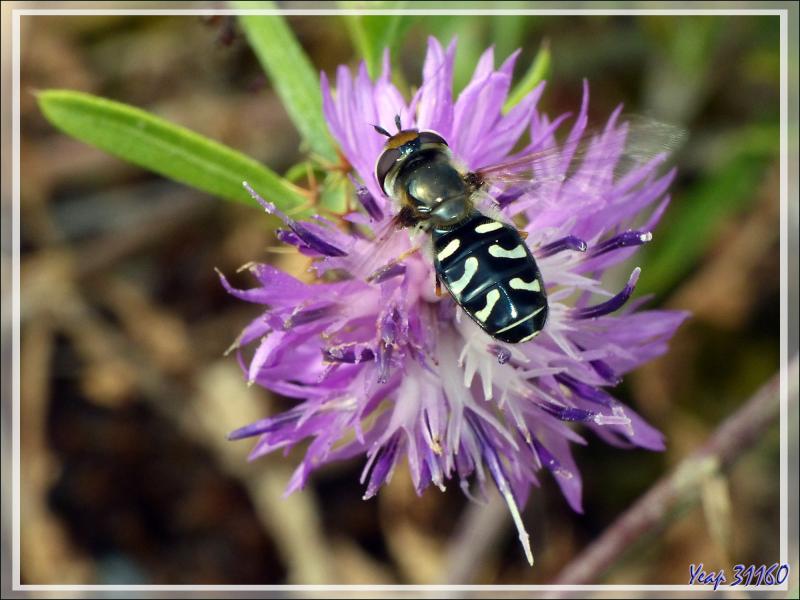 Mouche Syrphe pyrastre ou Syrphe du poirier (Scaeva pyrastri) - La Couarde-sur-Mer - Ile de Ré - 17
