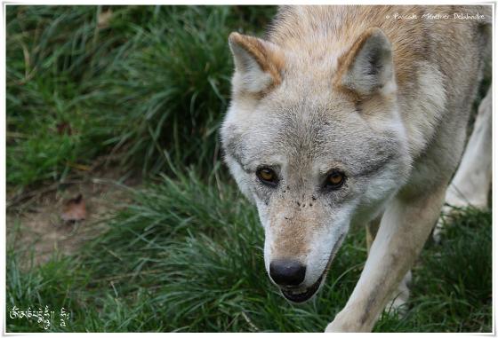 Loups de Pologne (Canis lupus lupus)