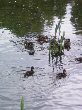 Image57