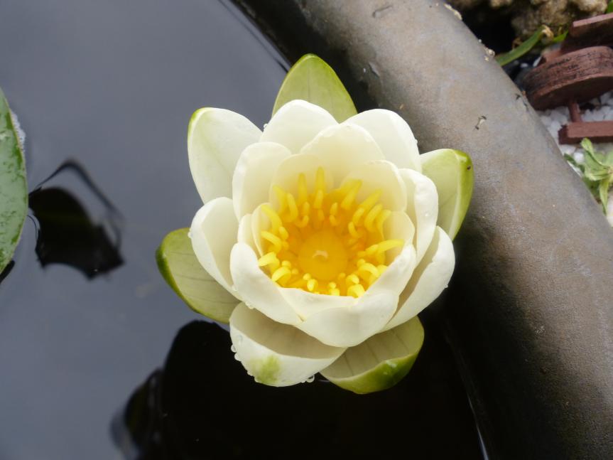 Entre le soleil et la lune mon coeur balance...