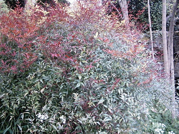 lejardindejeanmarieNandina3.jpg