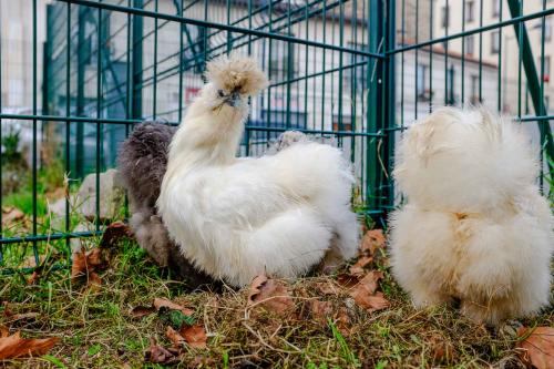 Bienvenue aux poules soie