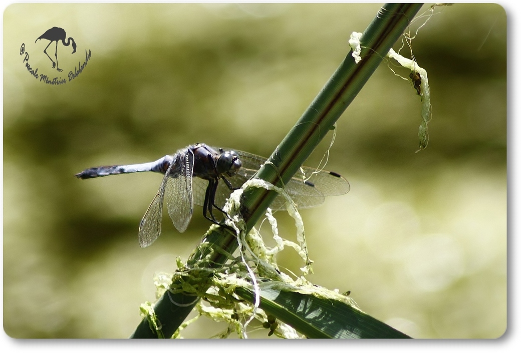 Orthétrum réticulé (Orthetrum cancellatum) mâle ?