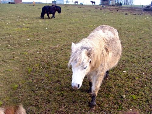 Animaux Châtillonnais