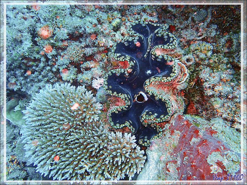 Hésitation entre le Grand bénitier gaufré et le Bénitier commun (Tridacna sp) - Spot Antsoha (Rocher 4ème Frère) - Tsarabanjina - Mitsio - Madagascar