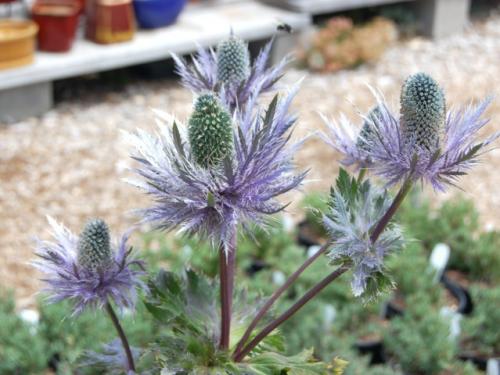 Fleurs cultivées : Panicaut