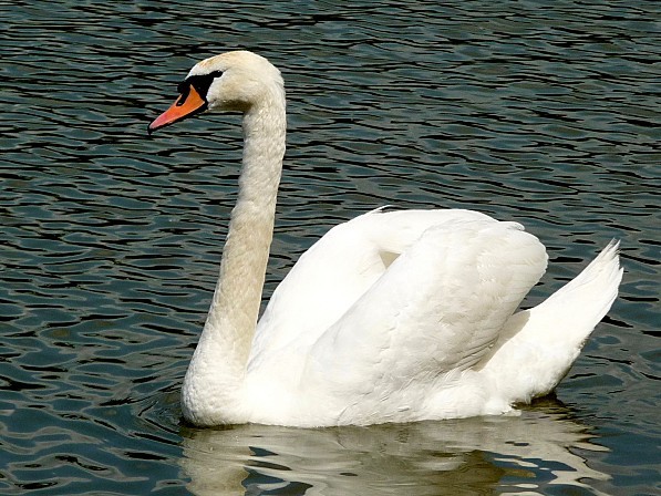 AmiensAnniclick.21.10.12