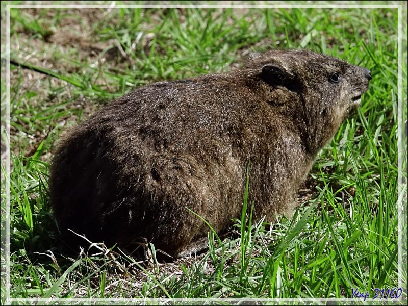 Daman des rochers, Daman du Cap, Rock rabbit, Cape hyrax, Dassie (Procavia capensis) - Camps Bay - Cape Town - Afrique du Sud