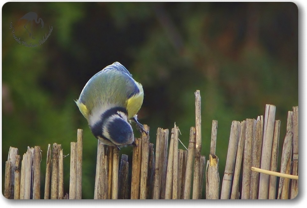 Mésange bleue inspectant les lieux...