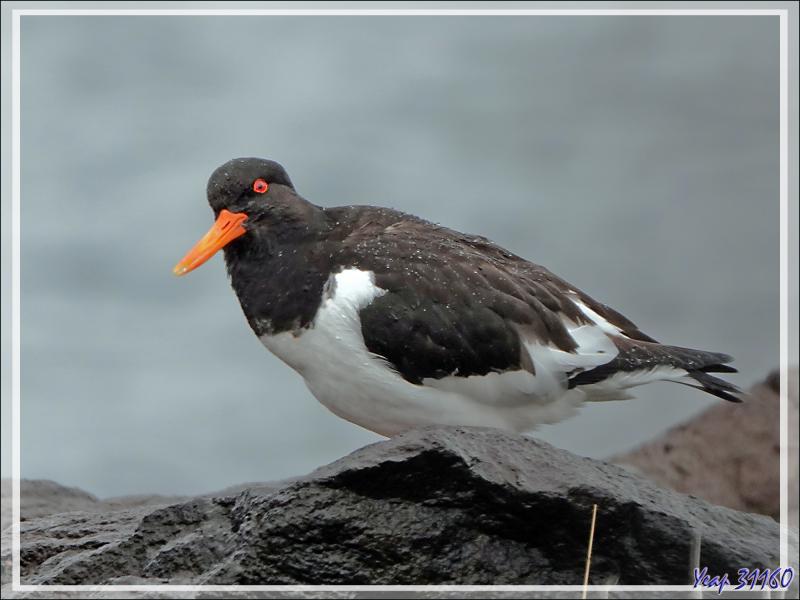 08/06/2023 : la découverte du fjord Hvalfjordur se poursuit sous une pluie battante, paysage quasi inexistant car nous baignons dans la brume - Islande