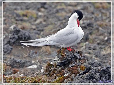 07/06/2023 : nous nous dirigeons vers le Blue Lagoon tout en faisant de la géologie, de la botanique ou de l'ornithologie lorsque l'occasion se présente - Péninsule de Reykjanes - Islande
