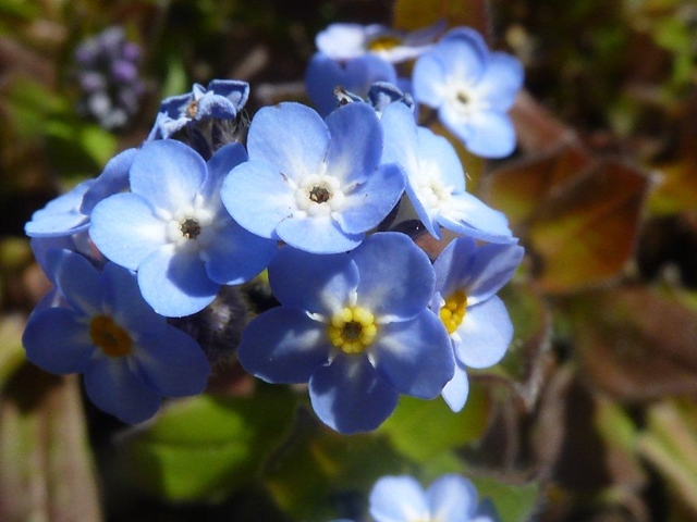 Motif printanier "le myosotis" ...