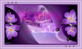 - Purple -