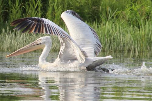 Dans le delta du Danube, 4 : les pélicans