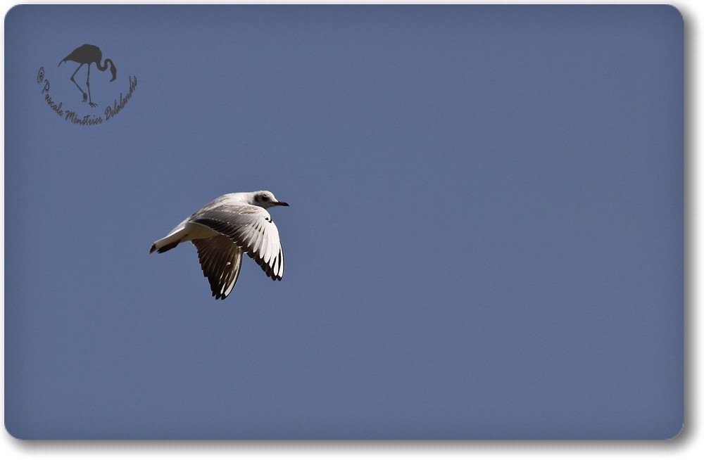 Mouette rieuse...