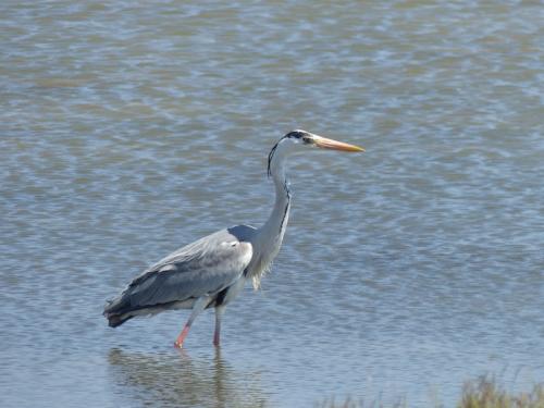 Oiseaux de Camargue