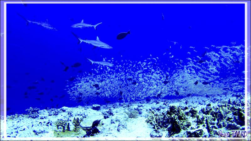 Plongée à la passe nord Garuae - Fakarava - Archipel des Tuamotu - Polynésie française